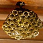 アシナガバチ　蜂の巣の駆除の方法