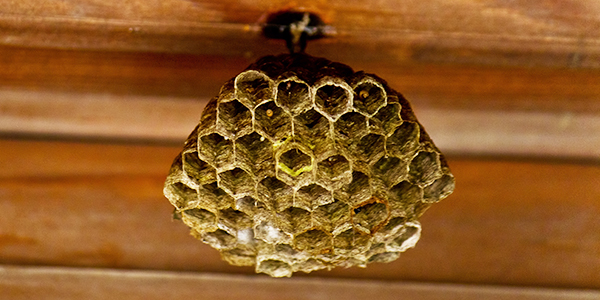アシナガバチ　蜂の巣の駆除の方法